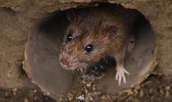 Rodent Infestation Clearance